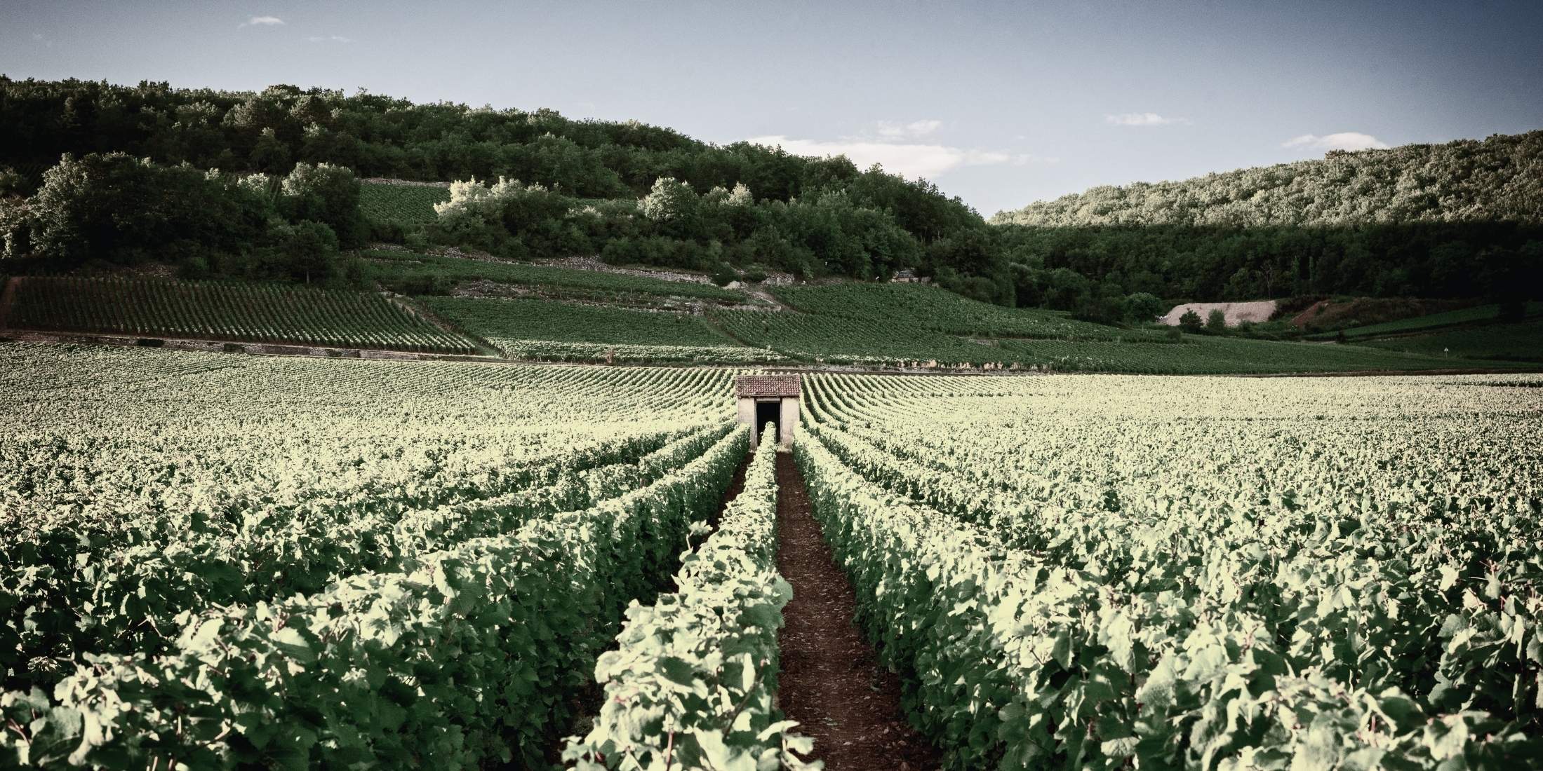 Vignobles dans le sud de la France